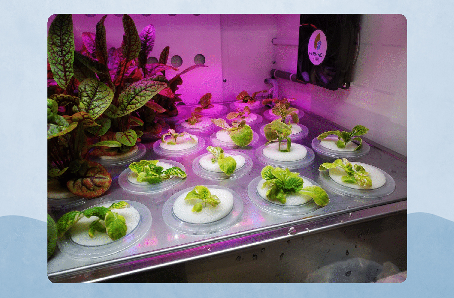 希望大白菜幼苗在智能種植機能健康快速地成長。